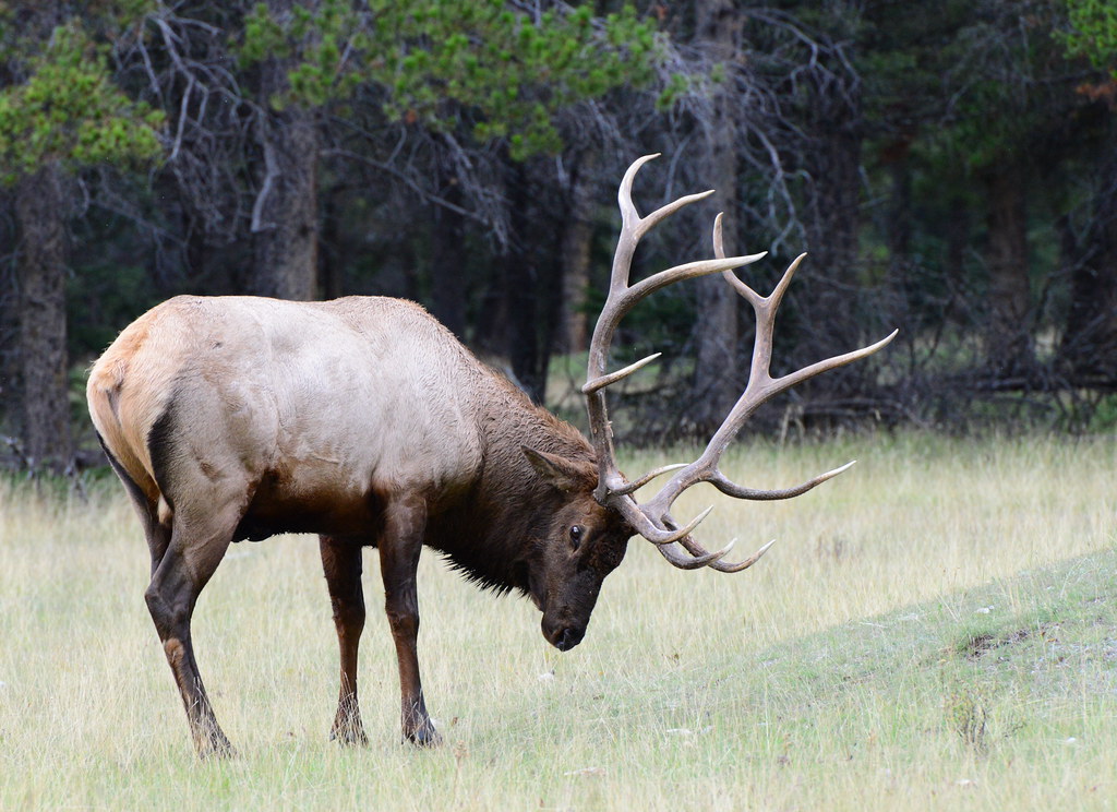 Elk in Banff. Photo by Hans Wobbe
