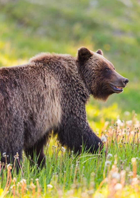 Grizzly Bear. Image: BanffJasperCollection