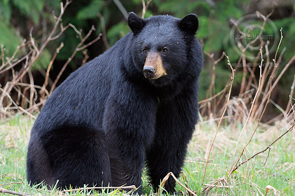 Large adult male black bear in Banff. John Marriott