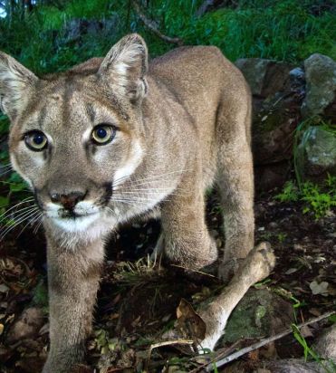 Cougar snapped by Parks Canada cams in Banff
