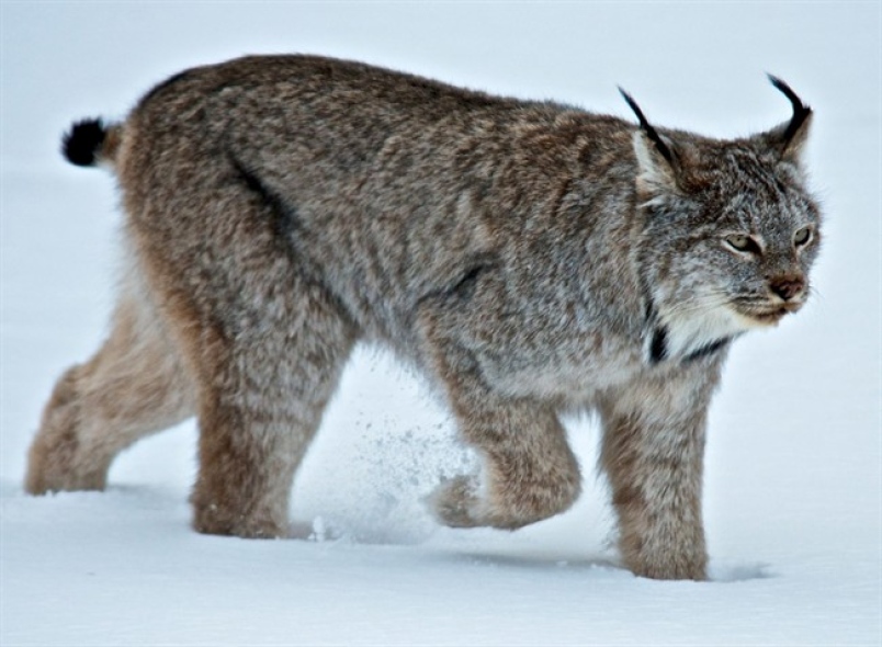 A lynx padding through snow in Banff. Picture from Parks Canada