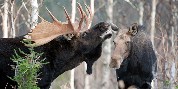 Moose. Photo from National Wildlife Federation