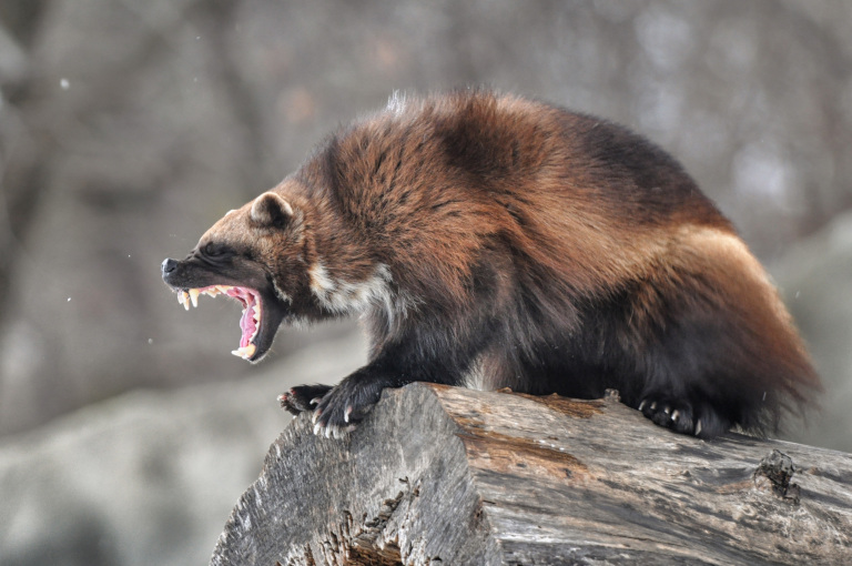 Wolverine by Paul Sangeorzon