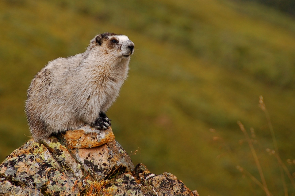A hoary marmot taken by Eemeli Haverinen