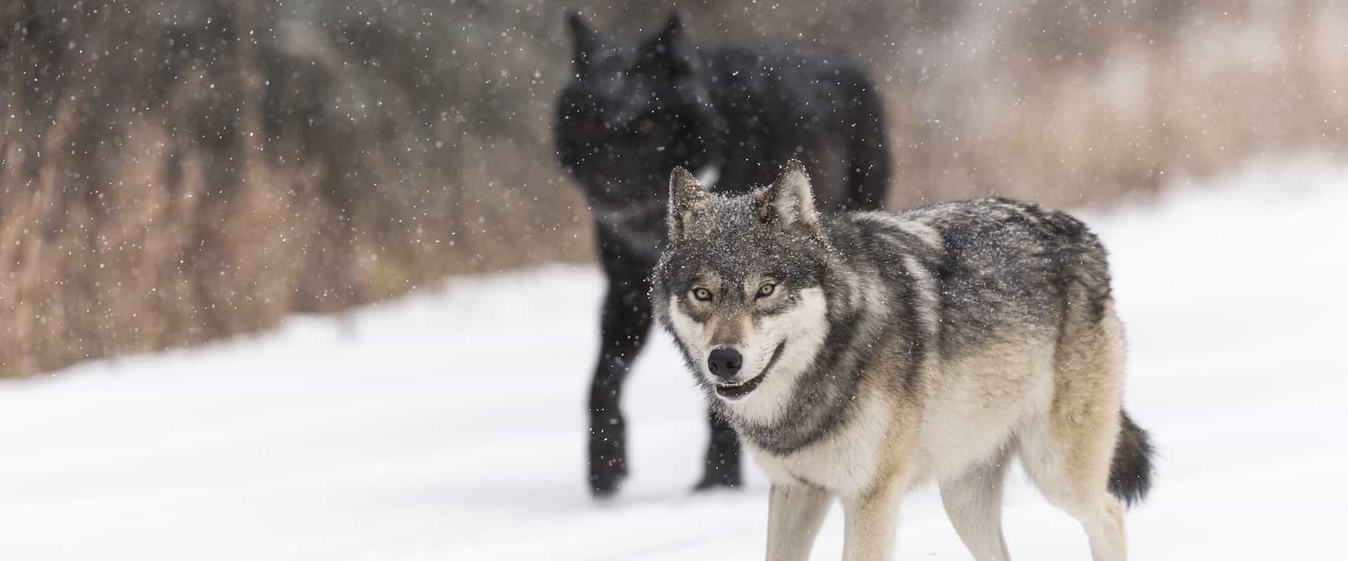 Bow Valley Wolves. Photo by Banff Tours