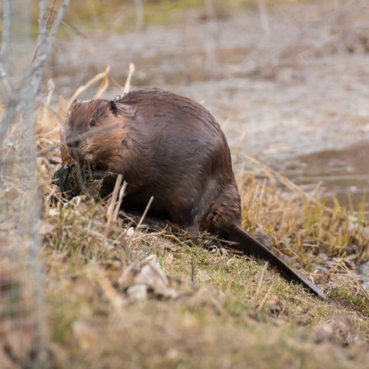 A beaver in Banff. Photo from local news paper Rocky Mountain Outlook