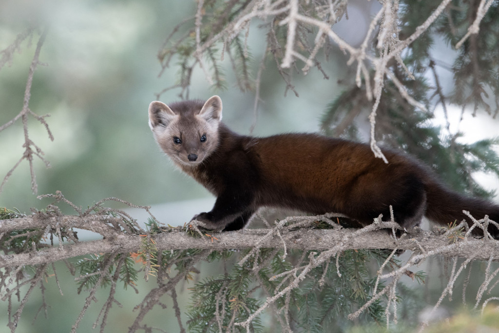 A curious Pine Martin