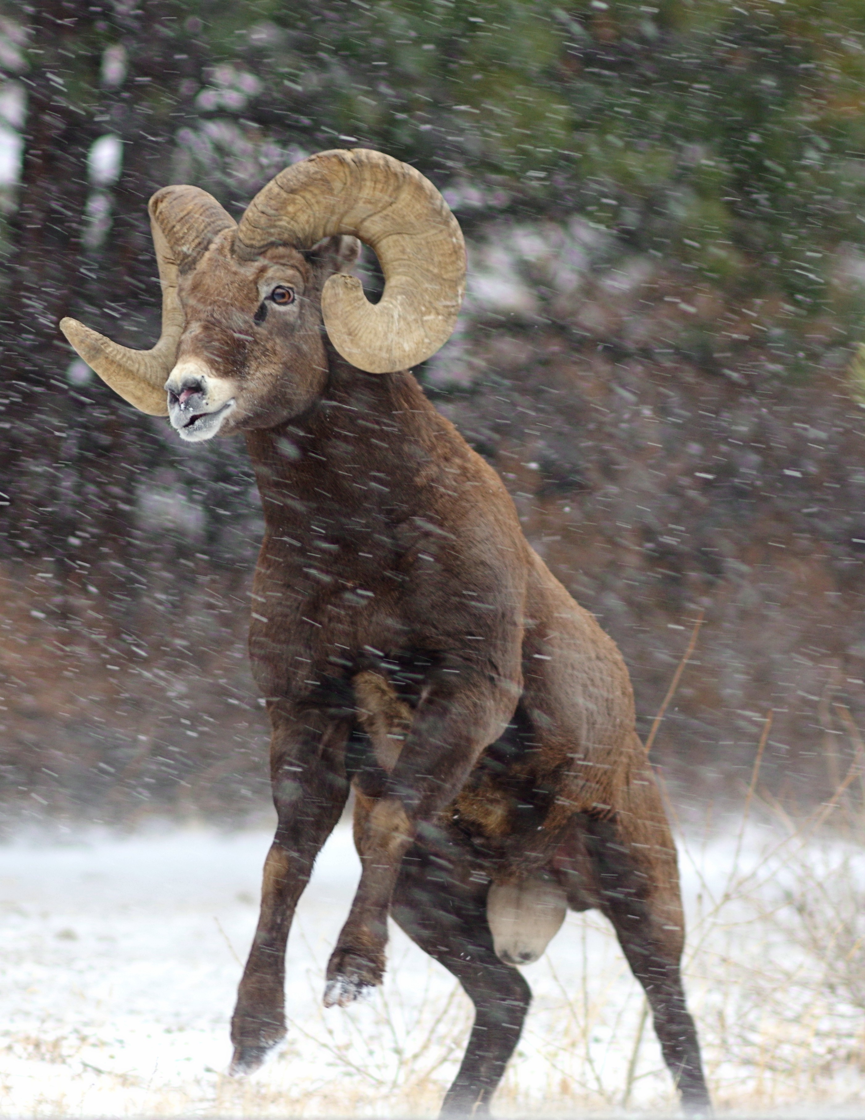 Big Horn Sheep taken by Stephen C. Torbit